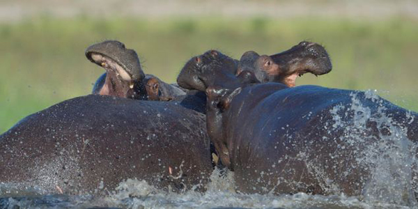 ���޲������ɺ��������ػ�����ʬ����ᰧ��