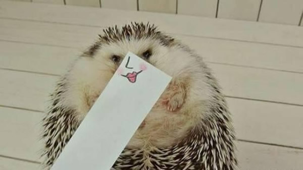 日本小刺猬MARUTARO被主人恶搞 超萌表情爆红网络