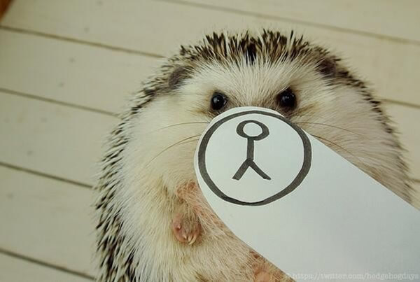 日本小刺猬MARUTARO被主人恶搞 超萌表情爆红网络