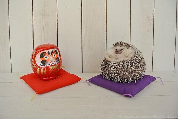 日本小刺猬MARUTARO被主人恶搞 超萌表情爆红网络