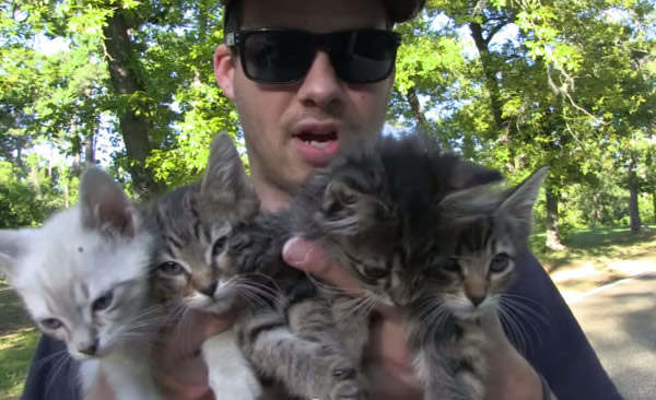 美国4只流浪小猫跟在好心夫妻身边被收留