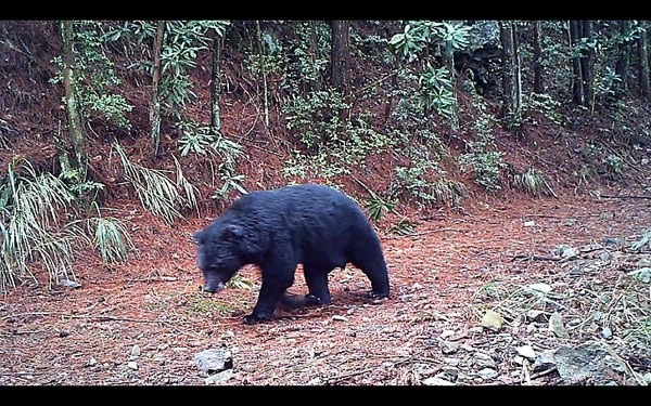 台湾大雪山国家森林公园黑熊现身