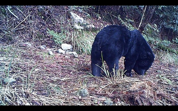 台湾大雪山国家森林公园黑熊现身