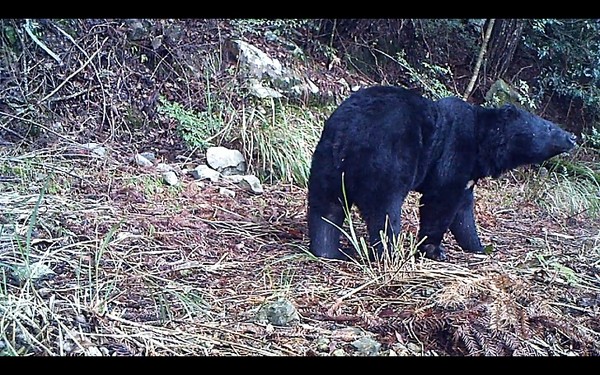 台湾大雪山国家森林公园黑熊现身