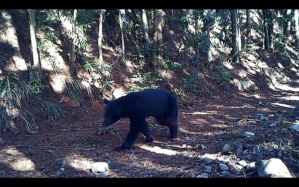 台湾大雪山国家森林公园黑熊现身