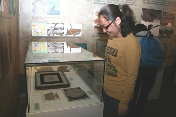 “守护远古的生命——《古生物化石保护条例》施行三周年回顾展”在中国地质博物馆开幕
