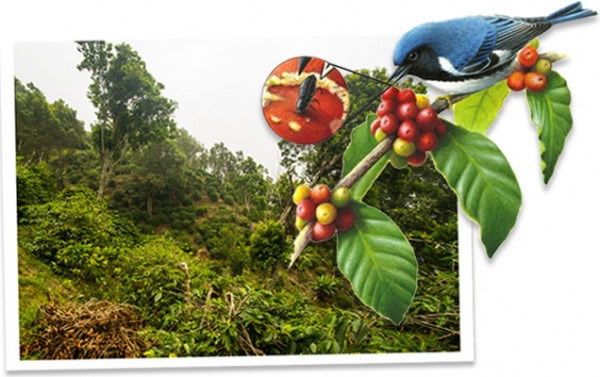 新研究显示树木与咖啡灌木混合生长能增加鸟类的数量同时也能提高咖啡产量