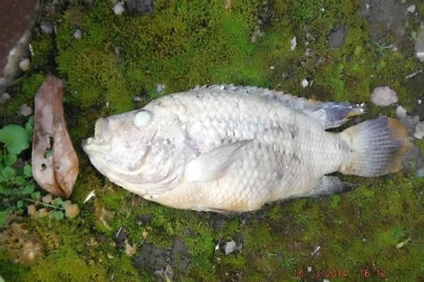 Ӣ��ʲ���ֿ�һ����լ����ˮ�ܵ��ﾪ�ֶ���ʳ����