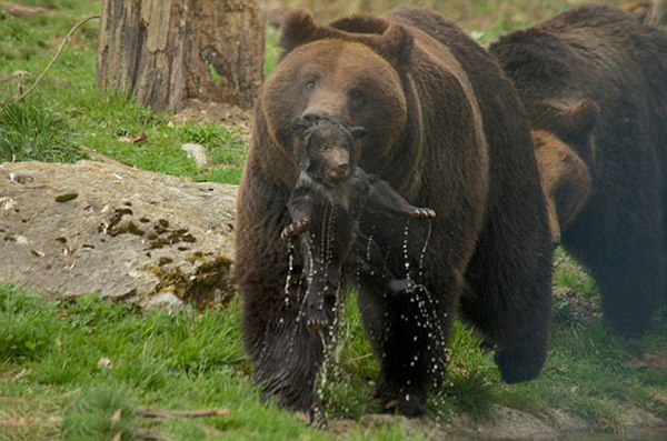 瑞士动物园任由棕熊虐待幼崽遭批
