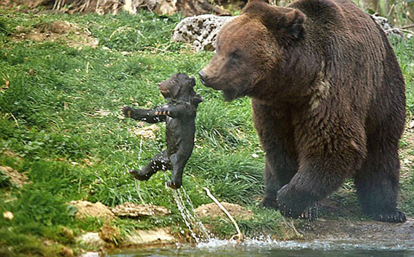 瑞士动物园任由棕熊虐待幼崽遭批