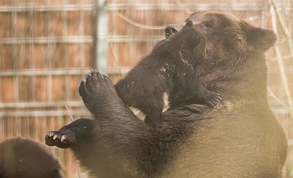 瑞士动物园任由棕熊虐待幼崽遭批