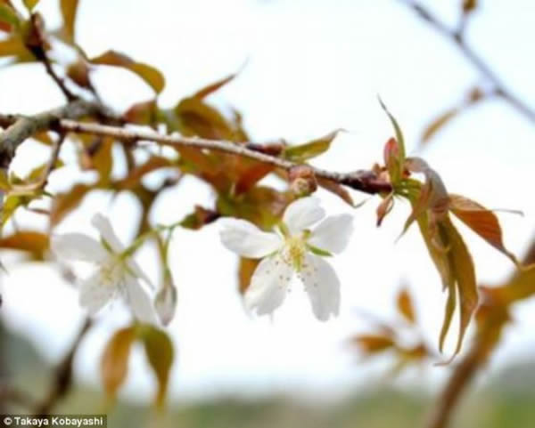 生长在东京东部东近江Ganjoji寺的樱桃树“Chujohimeseigan-zakura”。上周,一棵由太空种子孕育的樱桃树开花,比预计时间提前4年。