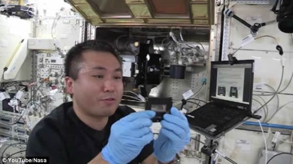 宇航员若田光一。5年前,Chujohimeseigan-zakura的种子被若田光一带到距地面229英里(约合370公里)的空间站。若田光一现在是空间站的指令长