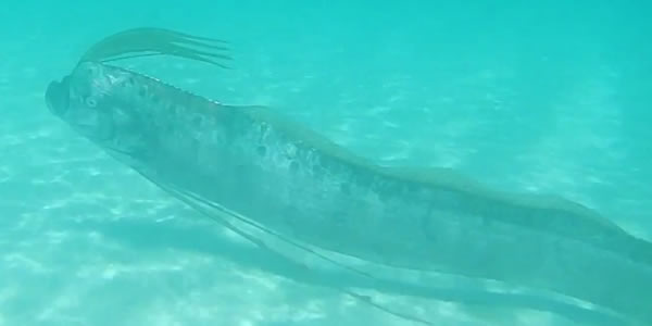 墨西哥浅海中惊现一条活着的皇带鱼