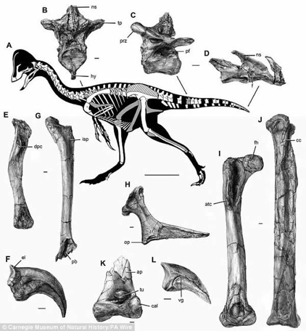 研究人员把这3部分化石拼凑在一起,发现这些分开的骨骼刚好形成一副近乎完整的恐龙骨架。
