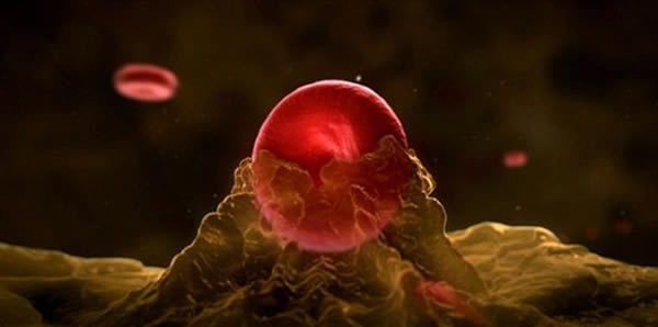 �о���ʾ��ͭ�ܹ�������ϸ�����������������ӿ������������ٶȡ�