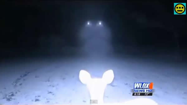 美国红外摄像头拍摄到树林中的不明飞行物和小鹿“交流”