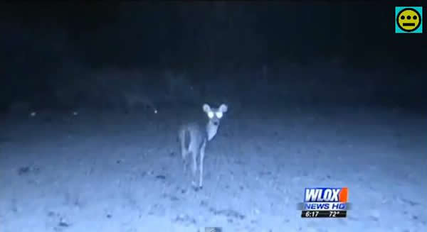 美国红外摄像头拍摄到树林中的不明飞行物和小鹿“交流”