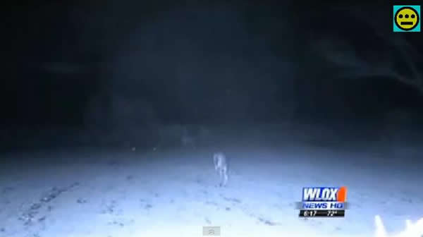 美国红外摄像头拍摄到树林中的不明飞行物和小鹿“交流”