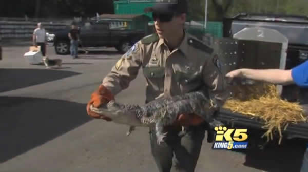 美国一名妇人在公寓里养鳄鱼当宠物