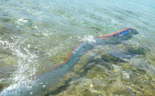 墨西哥海滩发现活着的皇带鱼