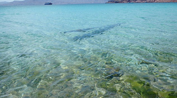 墨西哥海滩发现活着的皇带鱼