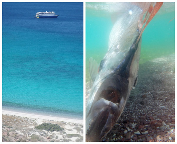 墨西哥海滩发现活着的皇带鱼