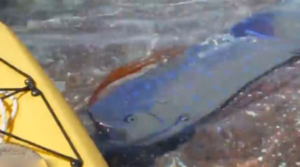 墨西哥海滩发现活着的皇带鱼