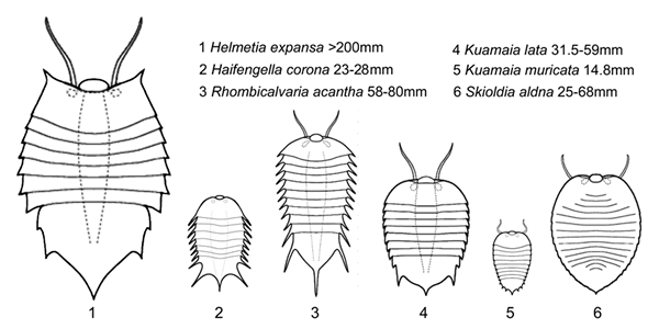Haifengella corona与寒武纪其它Helmetia类节肢动物身体形态对比图