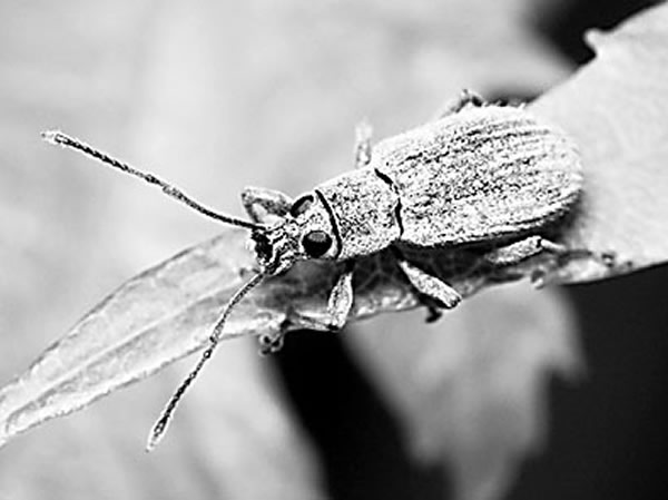 ������ľ��ǳ���ҶƬ�������Ρ����ҵ��¼�