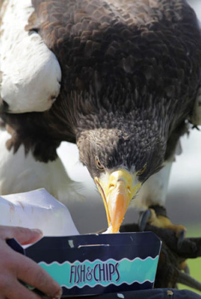 这漂亮的生物从刚出生的小鸡到现在已长到14磅(约6千克),具有8英尺(约2.4米)宽的翼,而这都得益于它每天吃鱼。