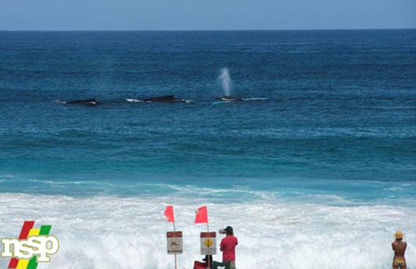 ���������ı���һͷ�ձ������������ں��ϳ���