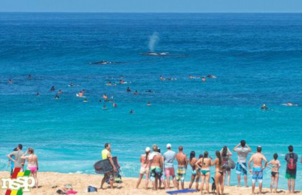 ���������ı���һͷ�ձ������������ں��ϳ���