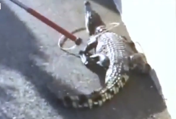 �������㱻�����ò�Ȯ���Ʒ�