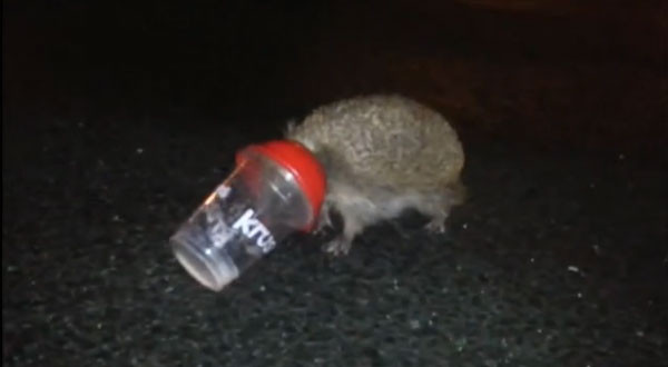 ���Ҷ����� ���ͷ��������