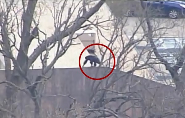 ��ʵ�桶�������𡷣���������԰7ֻ����������