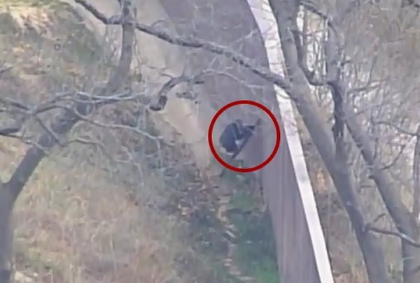 ��ʵ�桶�������𡷣���������԰7ֻ����������