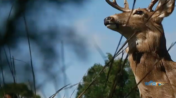 ���������������¹�ղ�͵����