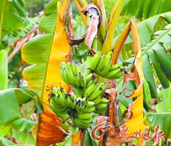 ��ӿũ�������㽶��δ���죬Ҷ�ӱ���ֿݻƵ�����