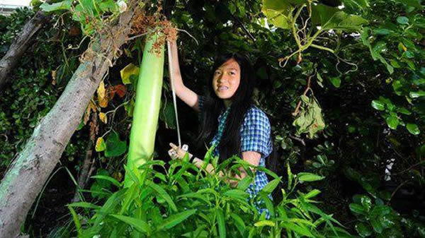 澳洲亚裔居民种出1.2米长巨大瓠瓜