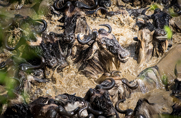 肯尼亚数百万角马壮观地横跨马拉河