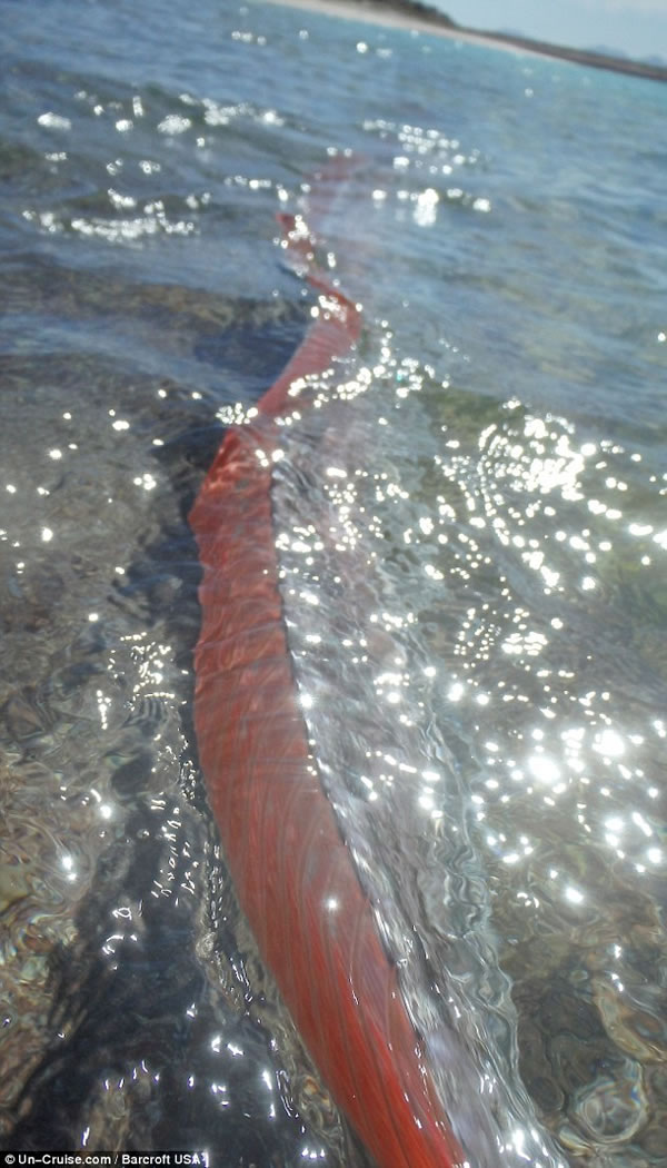 Un-Cruise探险公司的领队Lia Stamatiou说:“看到它游到海滩上的时候我完全惊呆了。这是我所见到的最令人惊奇,也最美丽的动物,它有虹彩蓝色的皮肤