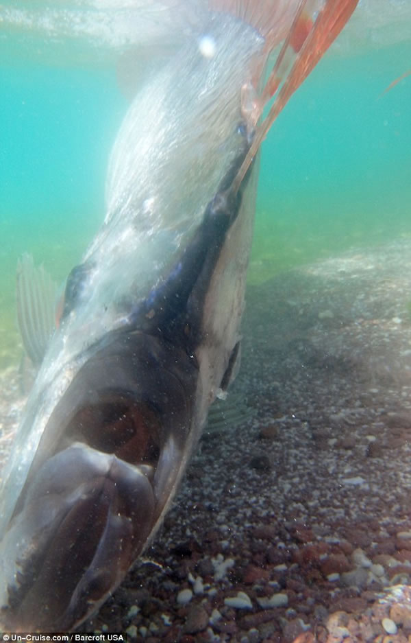 皇带鱼(学名:Regalecus glesne)是世界最长的硬骨鱼类,不过有关它生存的资料只有极少数的视频和绘画资料。