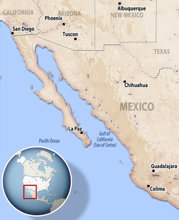 这条4.5米长的皇带鱼游动起来似乎毫不费力。Un-Cruise探险公司的员工和一些游客拍下了它在水里游动的情形。