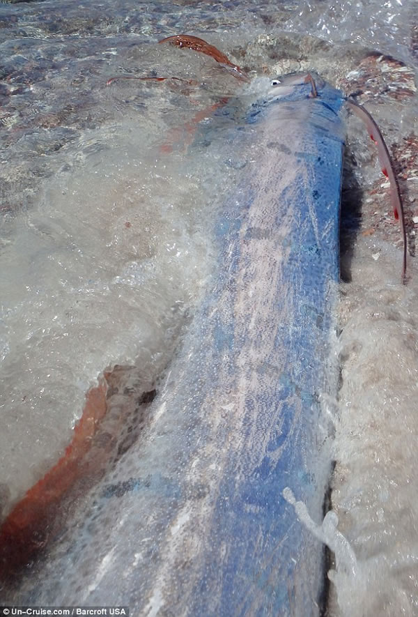 探险公司的人员试图将皇带鱼送回大海,但没能成功。