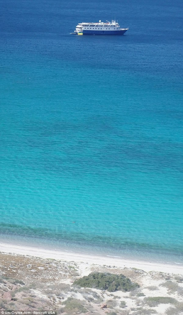 游船上的人们发现了这条皇带鱼在浅水区游动。