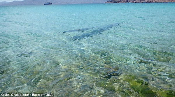 皇带鱼的游动很有节奏感,身体会像波浪一样起伏,历史学家认为它们可能是许多海蛇传说的原型。