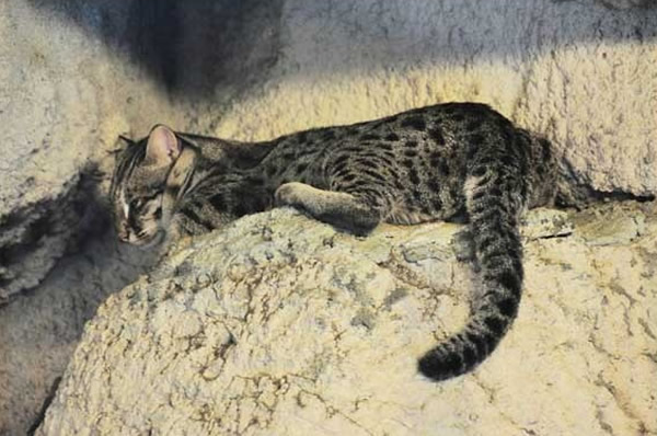 ǫ̈̄ʣ�²���500ֻ�����ʯ���������Ͼ������濼��