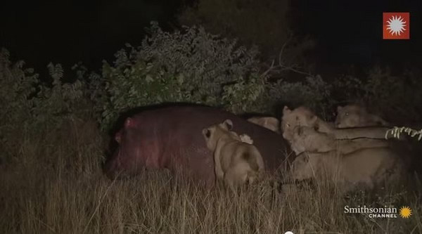 非洲河马被狮群追猎霸气回击