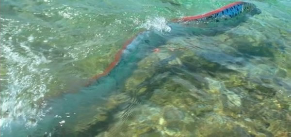 罕见一幕：拍到皇带鱼在浅滩游动